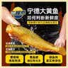 三都港 冷冻三去黄花鱼2斤/3条装 大黄鱼深海鱼 生鲜鱼类 海鲜 中秋礼品 实拍图