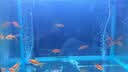 森森鱼缸增氧泵水族箱氧气泵LQE-200家用小型充氧泵4W双孔+全套配件 实拍图