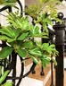 叹为观止大型植物发财树各种大颗盆栽开业乔迁客厅办公室内好养大型花卉 造型鸭脚木【1.5-1.7米】 含盆 实拍图