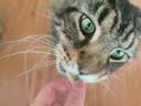 味当家猫零食云杉排毛冻干22包化毛猫草冻干猫咪零食以排代吐专利认证 实拍图