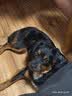 皇家狗粮 成犬狗粮 犬粮 宠物小型犬 PR27 全价犬粮≥10月8KG 实拍图
