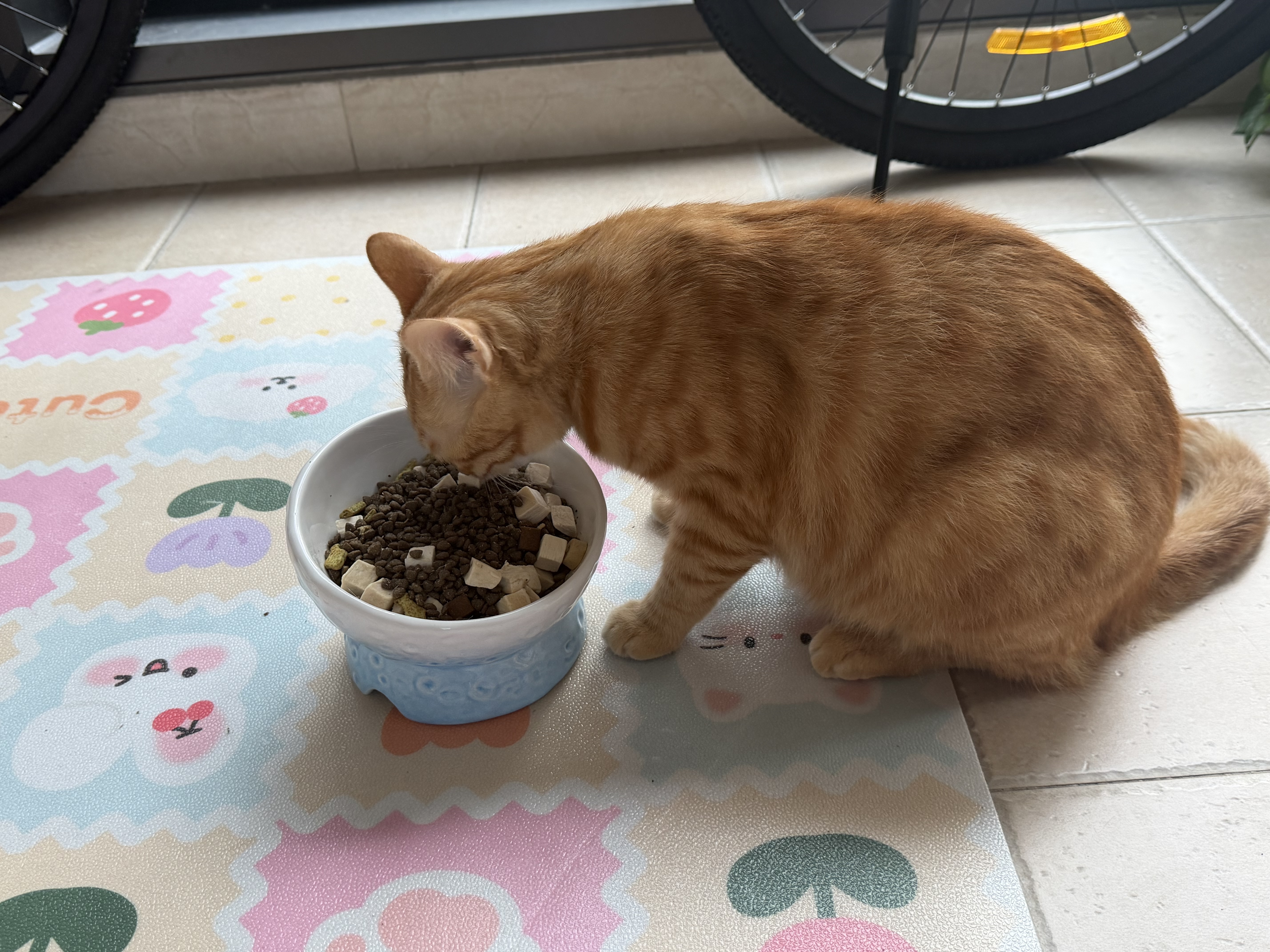 乐优派猫碗陶瓷狗碗猫食盆狗盆宠物碗猫粮碗高脚大容量 月球碗蓝色 实拍图