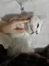 皇家猫粮 成猫猫粮 户外成猫 O30 通用粮 12月以上 4KG 实拍图