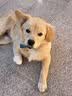 伯纳天纯狗粮中大型犬全价成年犬粮17kg羊肉蔓越莓味囤货装 实拍图