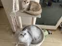 沃趣 钠基矿砂无尘矿物质结团快无尘小颗粒矿土吸水猫咪用品18斤 实拍图