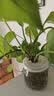 植卉居简约家用大号加厚塑料高筒花盆天堂鸟发财树大口径绿植花盆 钻石ZS270-白【27*34.5】送托盘 一套装 实拍图