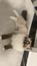 LEGENDSANDY蓝氏全价猫粮幼猫成猫猎鸟乳鸽4.5kg+荒野猎兔4.5kg 实拍图
