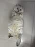 LEGENDSANDY蓝氏猎鸟乳鸽生骨肉冻干猫粮 全价成猫幼猫猫粮1.5kg 实拍图