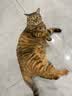海洋之星烘焙猫粮冰川三文鱼猫粮 幼猫成猫美毛 布偶蓝猫全价鲜肉粮1.5kg 实拍图