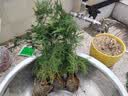 文竹盆栽绿植花卉盆景植物室内客厅水培文松云竹文竹大苗四季常青 小文竹【3棵性价比高】原土球发货 高度15-25cm 实拍图