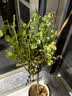 棒棒糖树桩月季花苗树状特大花朵四季开花花卉植物庭院玫瑰花树苗 瑞典女王【多季循环开花】 粗度：直径2-2.2cm 实拍图