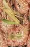 鲜活斑节虾200g（约18-24只） 实拍图