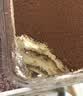 鲜京采提拉米苏风味蛋糕450g/盒 动物奶油 实拍图