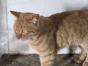 亿迪猫粮全价成猫幼猫国产蓝猫布偶流浪猫全阶段20斤羊奶低敏营养丰富 实拍图