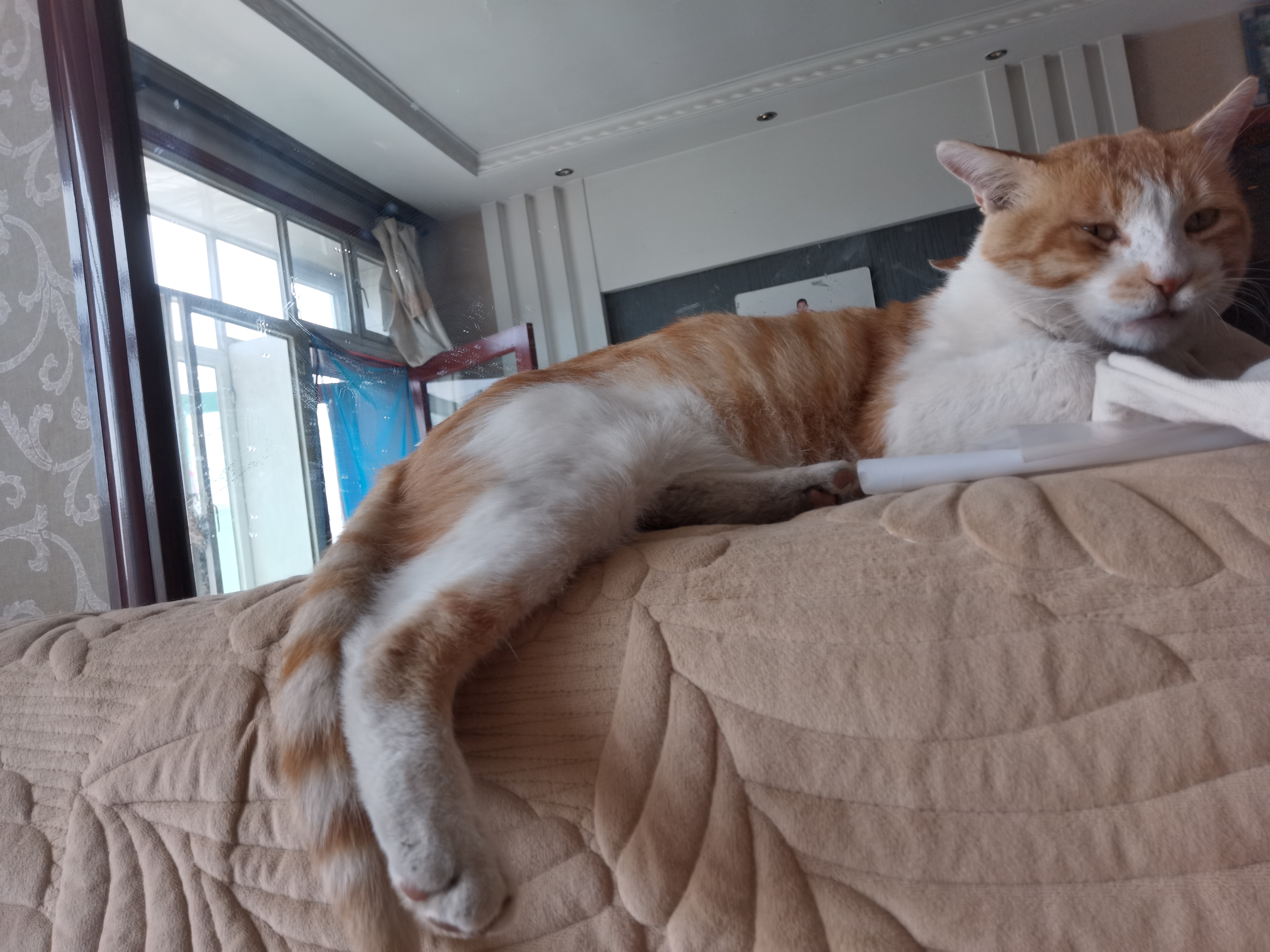 网易严选全价鲜鸡肉猫粮J40 生骨肉无谷主食冻干 成幼猫草本植萃10kg 实拍图