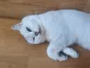 皇家猫粮 绝育成猫粮 SA37通用粮 1-7岁10KG 实拍图