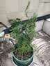 文竹盆栽绿植花卉盆景植物室内客厅水培文松云竹文竹大苗四季常青 小文竹【3棵性价比高】原土球发货 高度15-25cm 实拍图