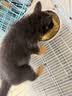 领先成猫主食罐头鸡肉三文鱼主食级零食湿粮85g*48罐（新老款随机发） 实拍图