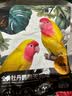 开元鹦鹉饲料小太阳鹦鹉专用无壳粮混合种子粮不吹壳无壳金太鸟食粮食 实拍图