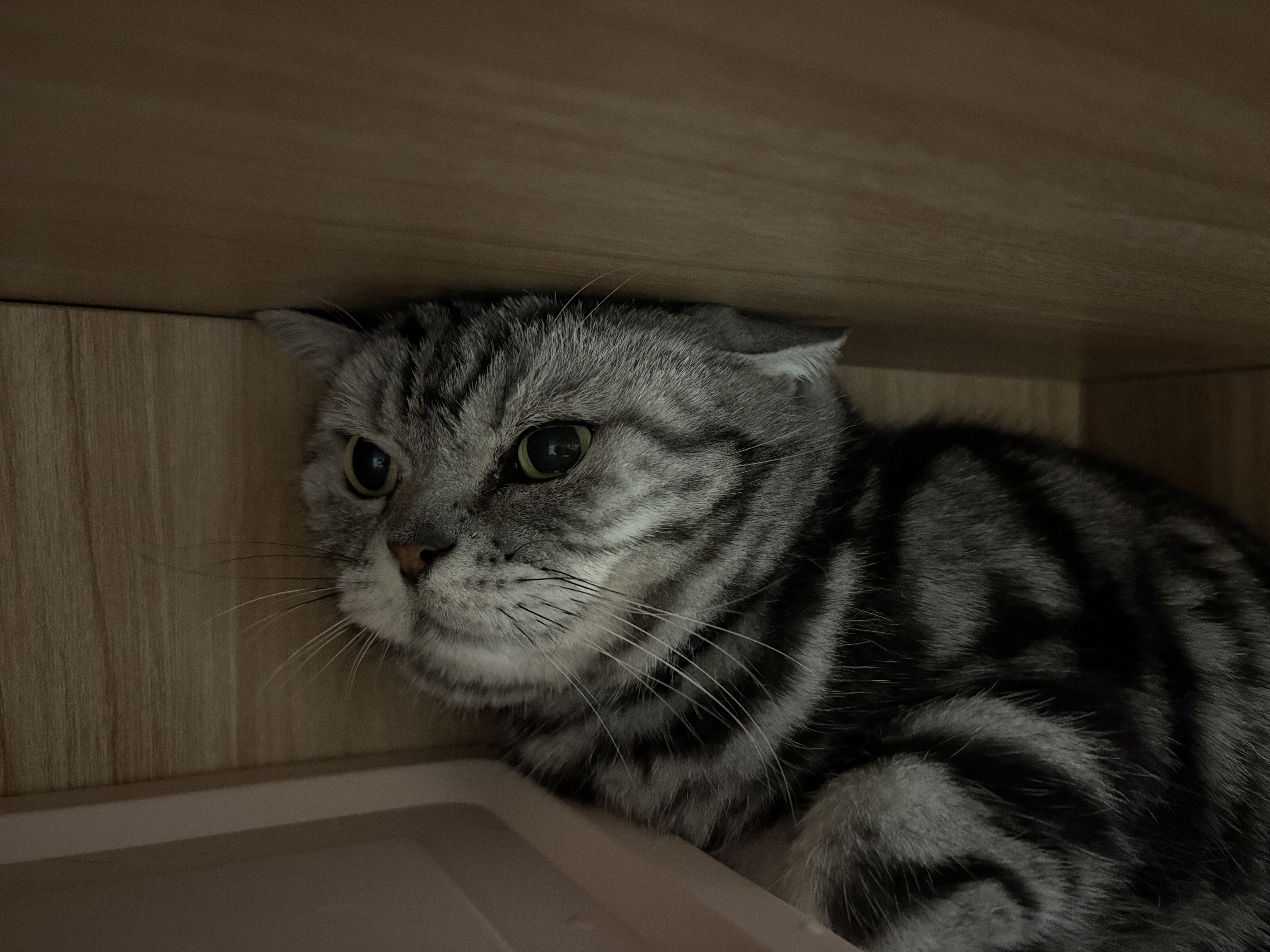 N1 爱宠爱猫n1玉米纯豆腐猫砂11.1kg升级1.5mm小颗粒易结团可冲马桶 实拍图