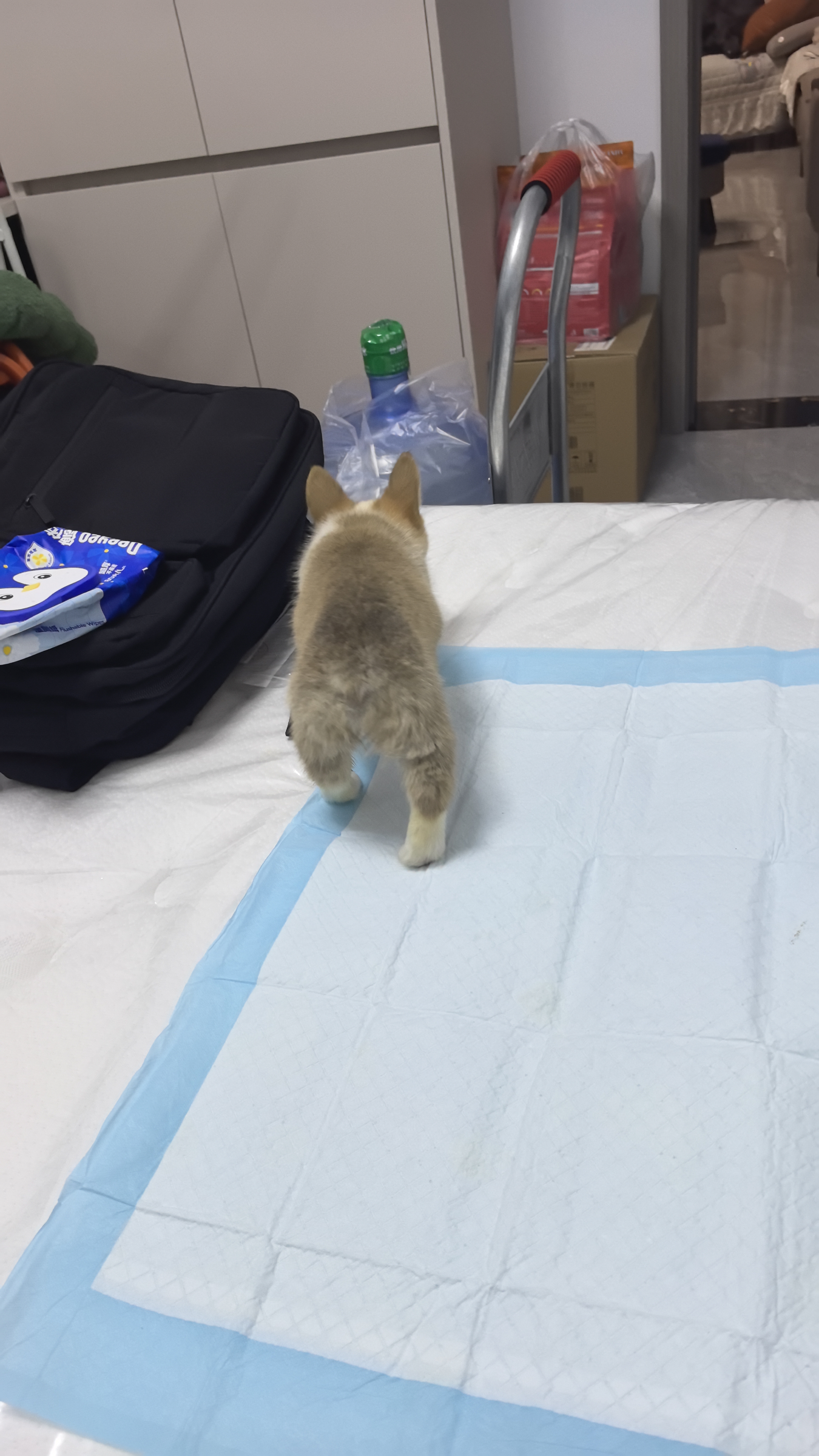 欢宠网宠物狗狗衣服猫咪猫小狗小猫泰迪比熊猫猫小型犬幼犬冬季保暖服饰 实拍图