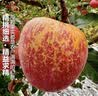 京觅四川大凉山丑苹果净4.5斤单果70mm+新鲜水果冰糖心苹果源头直发 实拍图