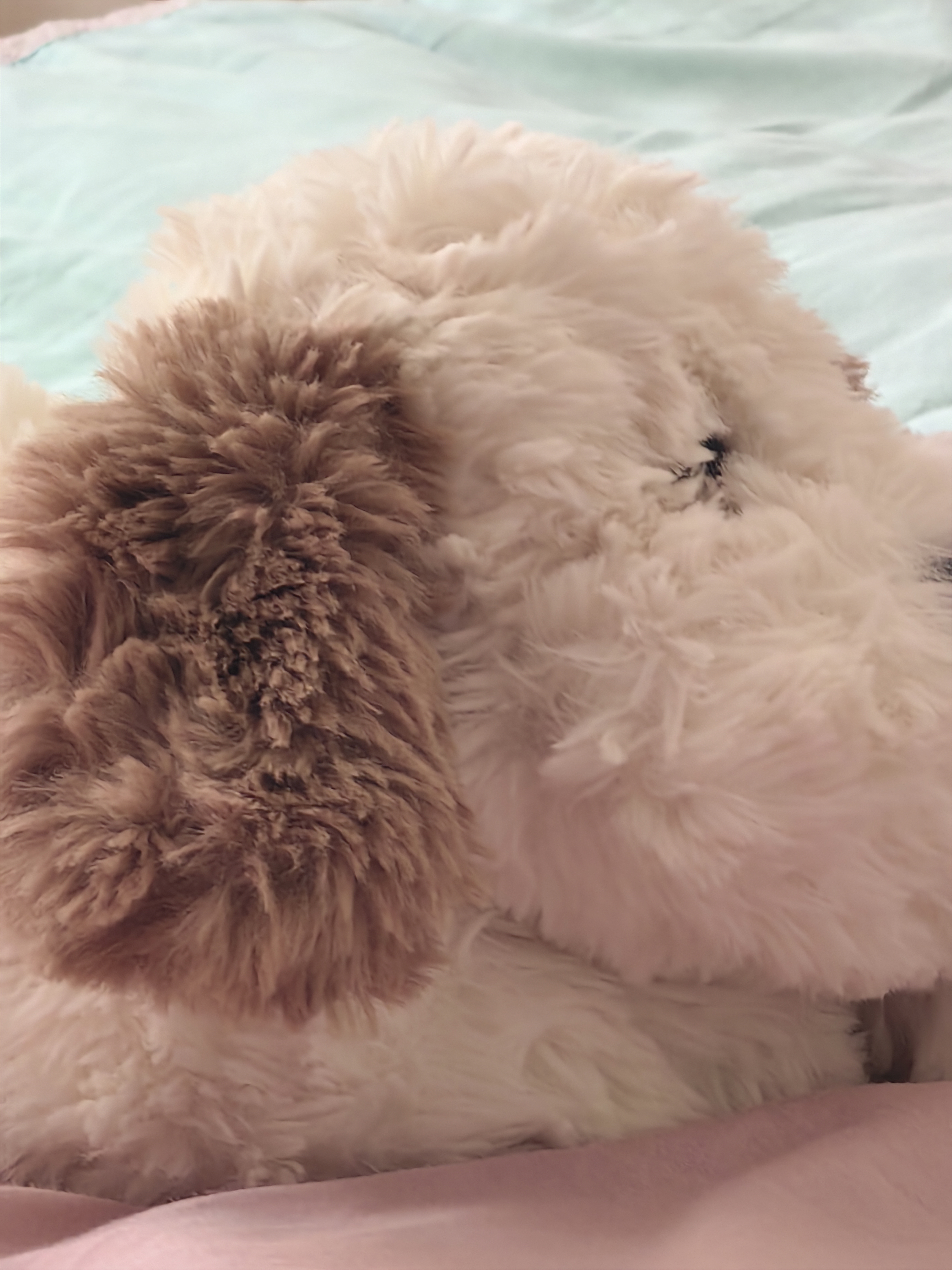 名创优品（MINISO）软趴趴小狗玩偶毛绒玩具公仔床上陪睡抱枕生日礼物送女生送闺蜜 实拍图