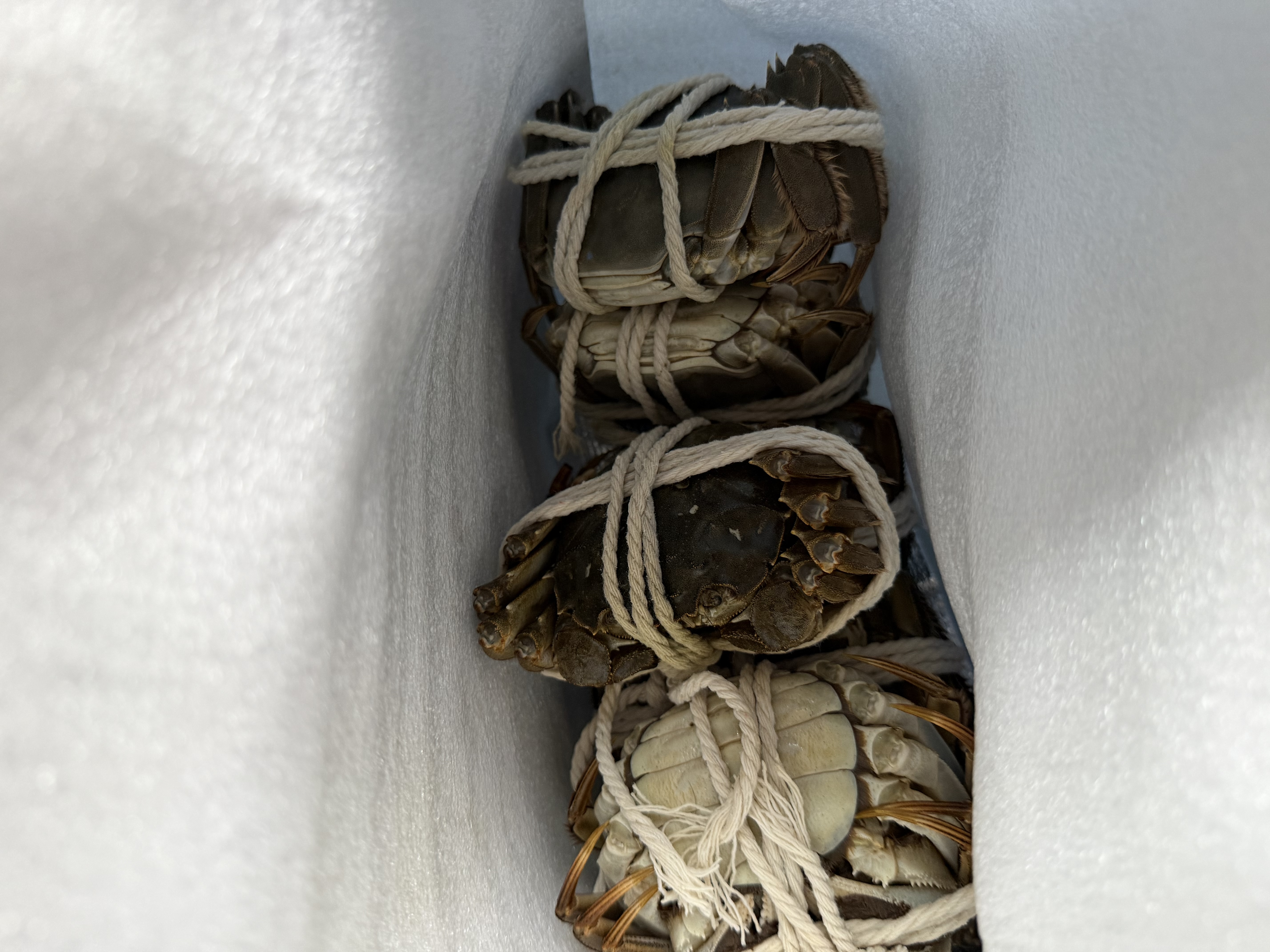 【活蟹】阳澄逍遥大闸蟹鲜活螃蟹全母蟹3.3-3.6两8只现货生海鲜湖河蟹中秋节送礼品盒 实拍图