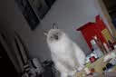 普安特宠物猫咪驱虫药体内外一体驱虫内外同驱跳蚤耳螨蛔虫滴派0.8ml*4 实拍图