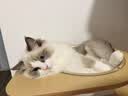 皇家猫粮 幼猫猫粮 幼猫奶糕 K36 通用粮 4-12月 2KG 实拍图