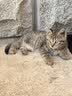 沃趣 猫砂膨润土20斤强效除臭低粉尘易结团青柠大包装小颗粒遇水释香 实拍图