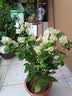 临雅三角梅盆栽带花老桩绿植花卉重瓣绿樱漳红樱树苗室内阳台爬藤植物 【旗舰款】绿樱大苗【45-50cm】 实拍图