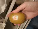 佳沛（zespri）新西兰金奇异果22粒巨大原箱146-175g猕猴桃水果礼盒 实拍图