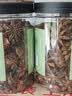 川珍广西八角90g【升级100g】香辛料大料烧炖卤肉调味料佐料火锅底料 实拍图