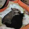 皇家狗粮幼犬奶糕幼犬狗粮宠物小型犬MIS30全价犬粮 ≤2月1KG 实拍图