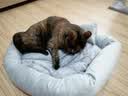 派乐特 猫窝狗窝保暖冬季秋天宠物猫咪毯垫子睡袋 灰色M+头枕 实拍图