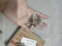 南京同仁堂西洋参人参黄芪玫瑰茶红枣桂圆枸杞补气血茶熬夜脸黄素颜调理180g 实拍图