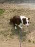 皇家狗粮 幼犬狗粮 幼犬奶糕宠物小型犬MIJ31全价犬粮2-10月800g 实拍图