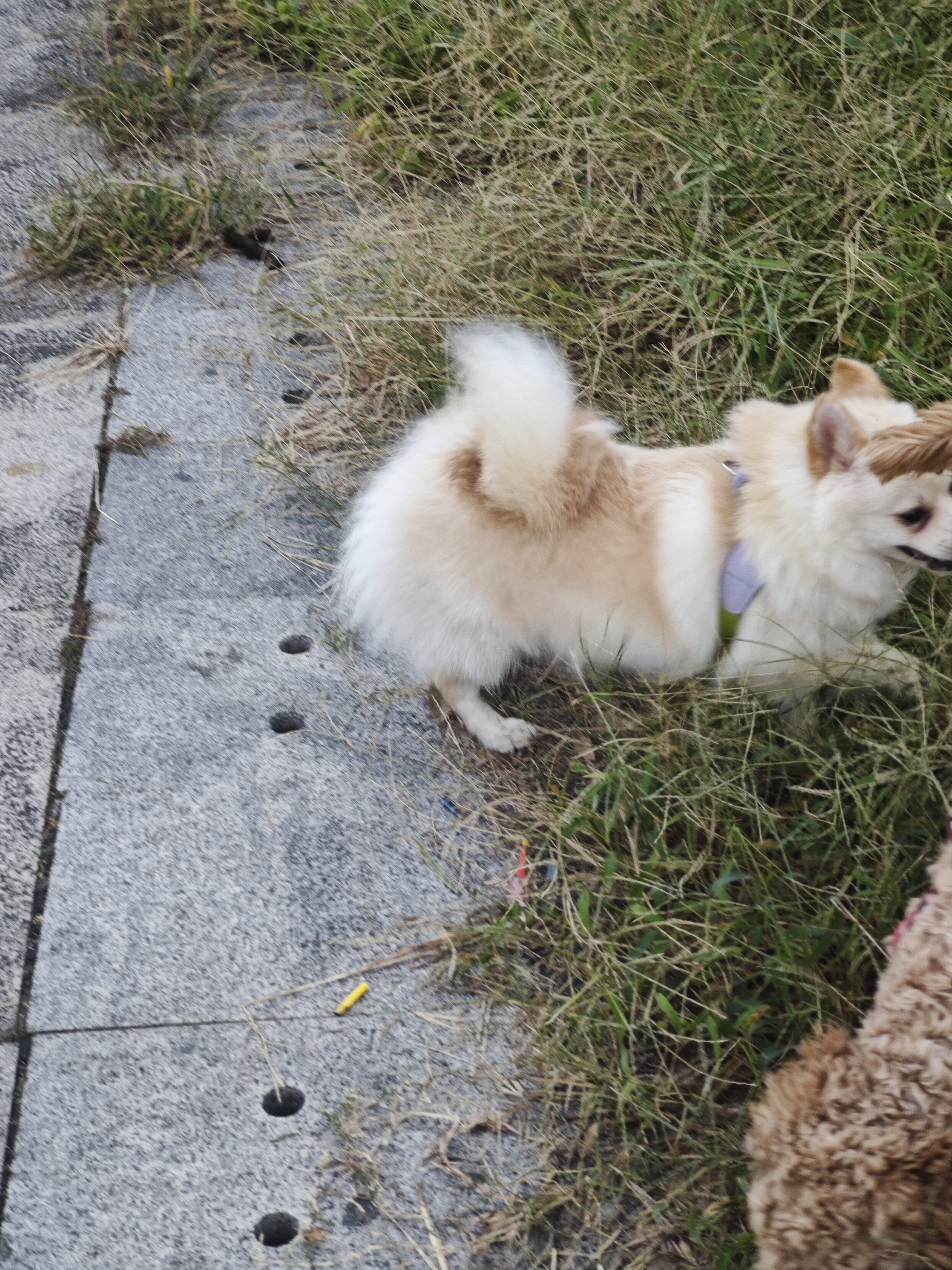 网易严选犬粮全价三拼鸭肉梨狗粮冻干 清火美毛去泪痕 泰迪比熊10kg囤货装 实拍图
