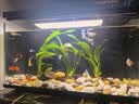 【京东物流】水草套餐 好养耐活真水草植物绿菊大叶绿九冠鱼缸 三头丹麦榕沉木 实拍图