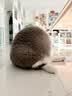 皇家英短成猫粮 BS34 通用粮 12月以上 4.5KG 实拍图