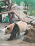 麦富迪猫粮 超肉粒冻干双拼成猫粮美毛护肠胃 三文鱼2kg 实拍图