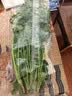 【火锅季】带根香菜100g 实拍图