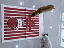 欢宠网猫玩具猫窝猫咪钻洞逗猫耐抓发声袋宠物猫猫小猫幼猫自嗨解闷神器 实拍图