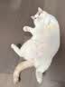 LEGENDSANDY蓝氏 全价猫粮成猫幼猫生骨肉冻干粮猎鸟乳鸽系列兔肉口味1.5kg*3 实拍图