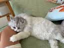 皇家猫粮 挑嘴成猫猫粮 高适口性 EF38 通用粮 12月以上 10KG 实拍图