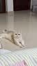 冠能猫粮室内成猫猫粮7kg 全价猫粮 添加膳食纤维 控制毛球 实拍图