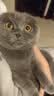 伟嘉成猫猫粮3.6kg海洋鱼味布偶夹心粮【原料透明】 实拍图