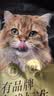 顽皮小金盾猫粮100%鲜肉全价成猫冻干猫粮1.8kg*4鸭肉配 新老随机发货 实拍图