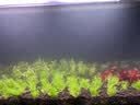 尼特利（NETLEA）滤材细菌屋鱼缸专用净水过滤材料水族养鱼纳米硝化细菌纤维环 微生物纤维环 S号（1L/包） 实拍图